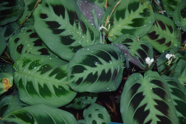 Maranta Kerchoveana